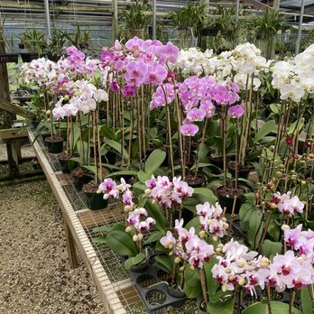 Jade Orchids - Flowers - Nurseries & Gardening Near Me - Naples, Florida