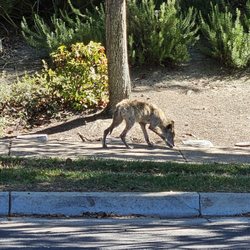 Coyote Creek Elementary - Be careful! Saw this coyote about 1.5 blocks from Coyote Creek El