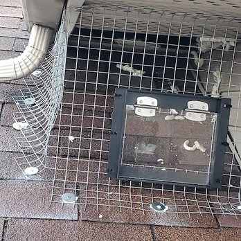 First Class Wildlife Removal - Pest Control Near Me