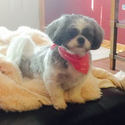 Summer Trim For Our Girl From Pet Perfect Grooming.