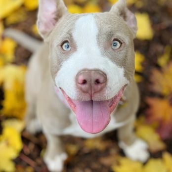 Orchard Point Kennels - Pet Training Near Me - Eugene, Oregon Orchard Point Kennels - Pet Training Near Me - Eugene, Oregon