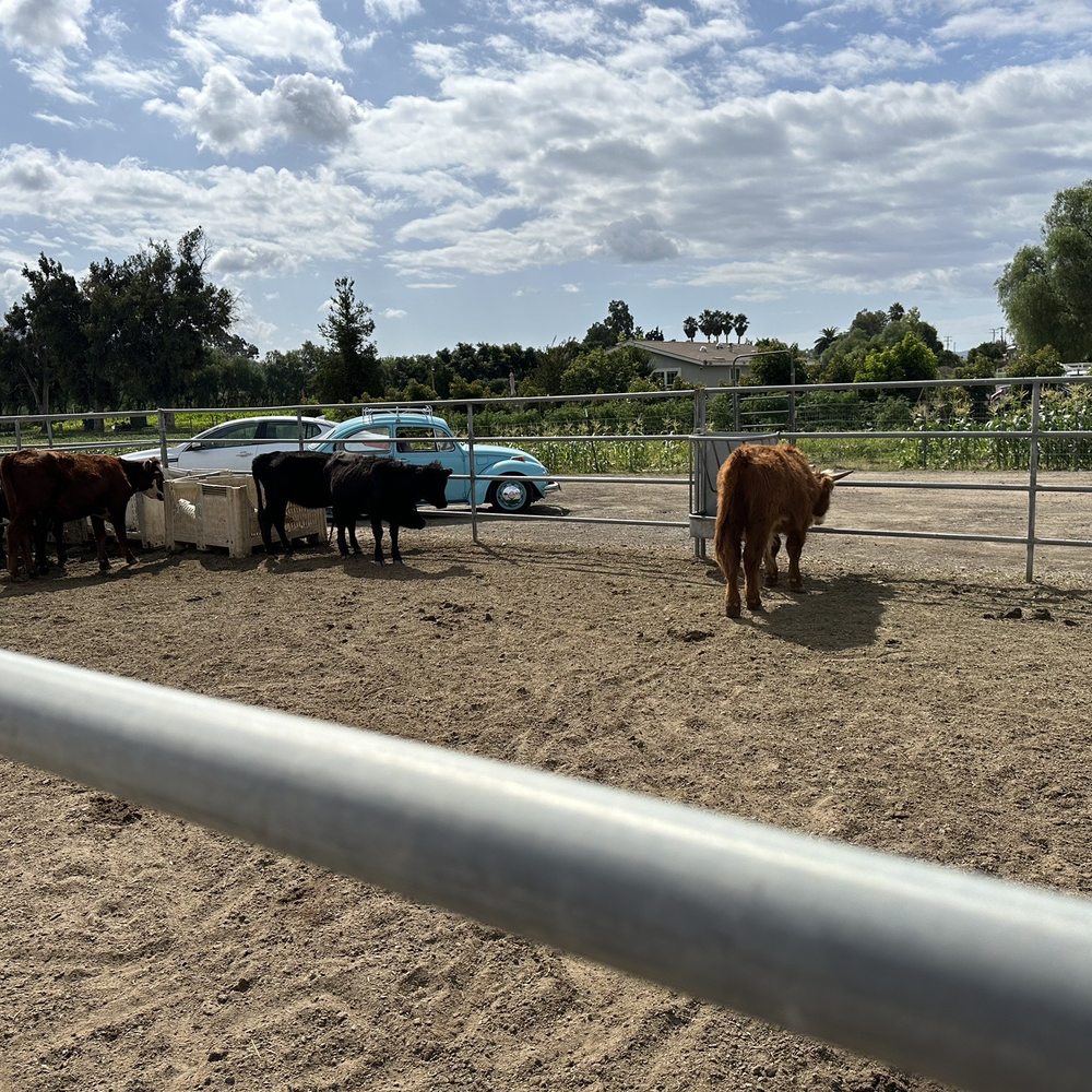 Cattle viewing area.