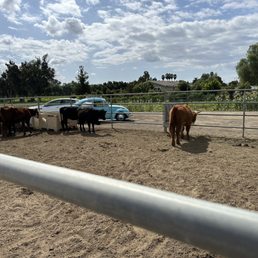 Cattle viewing area. Cattle viewing area.