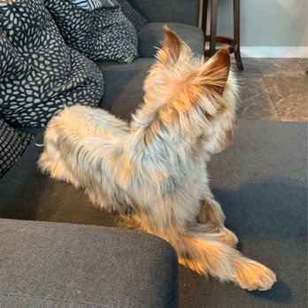 Paws N Style - Pet Groomers Near Me - Oxnard, California Paws N Style - Pet Groomers Near Me - Oxnard, California