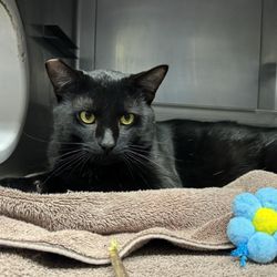 Simi Valley Animal Shelter