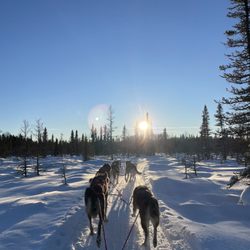 Chilly Dogs Sled Dog Trips - Snowy Owl Run