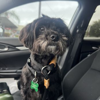 Dogs Without Borders - Community Service/Non-Profit Near Me