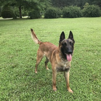Hunters K-9 Guardians German Shepherds - Pet Training Near Me - Temple, Georgia Hunters K-9 Guardians German Shepherds - Pet Training Near Me - Temple, Georgia