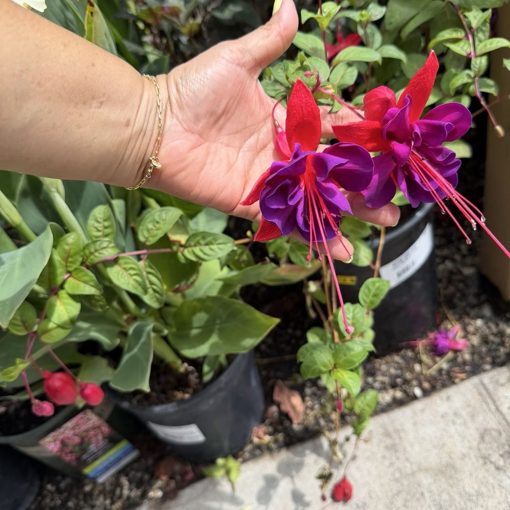 Armstrong Garden Centers - Variety - Nurseries & Gardening Near Me - Santa Monica, California