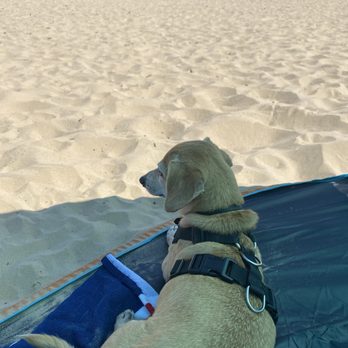 Montrose Dog Beach - Chilling at dog beach - Dog Parks Near Me - Chicago, Illinois
