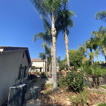 Marcelino's Tree Service - You can clearly see just how much debris is covering the ground in this photo. - Tree Services Near Me - Hemet, California