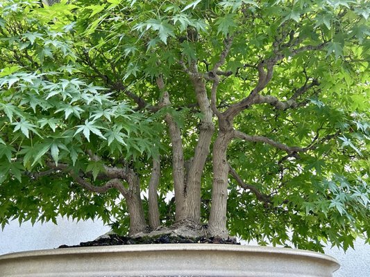 National Bonsai & Penjing Museum by null