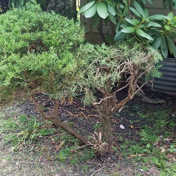 Down To Earth Landscaping - a shrub in a garden - Landscaping Near Me - Jackson, New Jersey