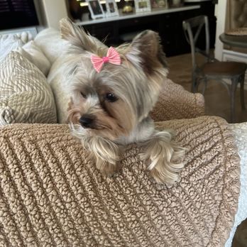 Jasmine Pet Grooming - Pet Groomers Near Me - Brea, California