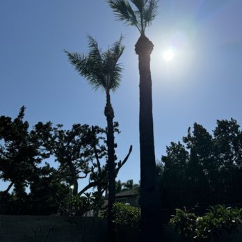 A's Tree Service - Tree Services Near Me - Placentia, California A's Tree Service - Tree Services Near Me - Placentia, California