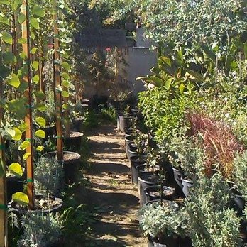 Ramos Nursery - Nurseries & Gardening Near Me - Pico Rivera, California Ramos Nursery - Nurseries & Gardening Near Me - Pico Rivera, California