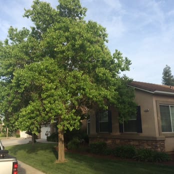 Travis Tree Service - Before and After shots of his work! What a difference this made! - Tree Services Near Me - Fresno, California Travis Tree Service - Before and After shots of his work! What a difference this made! - Tree Services Near Me - Fresno, California