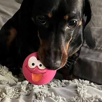 Crazy About Dachshunds - Our Happy is beautiful! - Pet Breeders Near Me