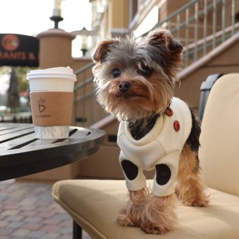 Caffe Bene - Coffee & Tea Near Me - San Jose, California Caffe Bene - Coffee & Tea Near Me - San Jose, California