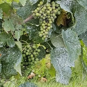 Penn Oaks Winery - More grapes! - Wineries Near Me - Cooksville, Maryland Penn Oaks Winery - More grapes! - Wineries Near Me - Cooksville, Maryland