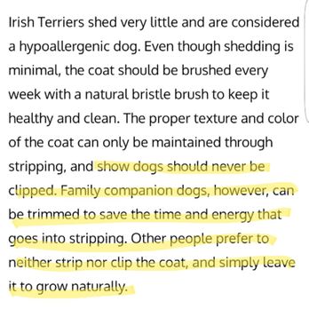 Waggin' Tails - Not only were clippers used, she was completely shaved. - Pet Groomers Near Me - Jacksonville, Florida Waggin' Tails - Not only were clippers used, she was completely shaved. - Pet Groomers Near Me - Jacksonville, Florida