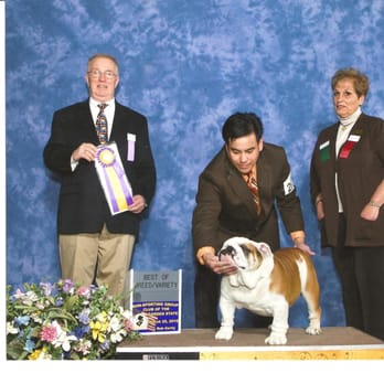 Ultimate Bulldog's - Pet Adoption Near Me Ultimate Bulldog's - Pet Adoption Near Me
