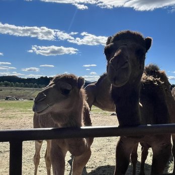 Oasis Camel Dairy - Attraction Farms Near Me - Ramona, California Oasis Camel Dairy - Attraction Farms Near Me - Ramona, California