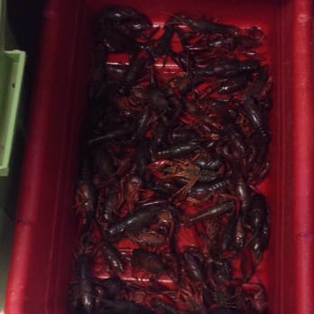 Sunrise Asian Market - Live Crawfish, most appeared alive and well! Very impressed - Imported Food Near Me - Columbus, Ohio