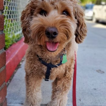 Never Alone Pets - Alex takes the best photos! - Pet Sitting Near Me Never Alone Pets - Alex takes the best photos! - Pet Sitting Near Me