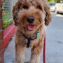 Photo of Never Alone Pets