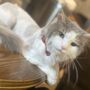 Photo of Spoiled Pets Private Grooming