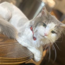 Spoiled Pets Private Grooming