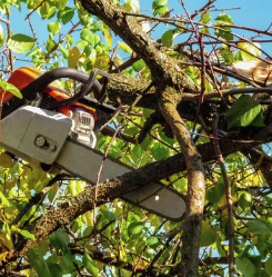 Trimming - Ayala Tree Services specializes in Tree Removal, Tree Cutting, Trimming, Stump Grinding/Removal, Mulching, Land Removal and Emergency Calls! Call or text now at 770-875-7909 Trimming - Ayala Tree Services specializes in Tree Removal, Tree Cutting, Trimming, Stump Grinding/Removal, Mulching, Land Removal and Emergency Calls! Call or text now at 770-875-7909