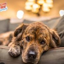 Heaven's Best Carpet Cleaning - Upholstery cleaning specials for the New Year