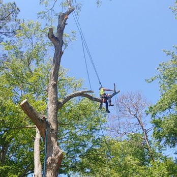Super Affordable Tree Service - Tree Services Near Me - Charleston, South Carolina Super Affordable Tree Service - Tree Services Near Me - Charleston, South Carolina