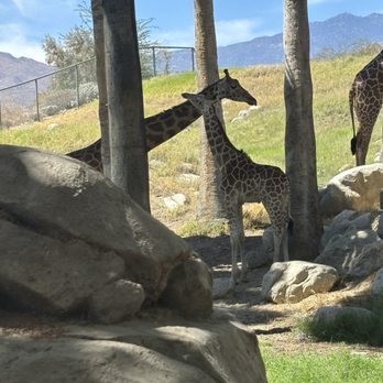 The Living Desert - More giraffes - Zoos Near Me - Palm Desert, California The Living Desert - More giraffes - Zoos Near Me - Palm Desert, California