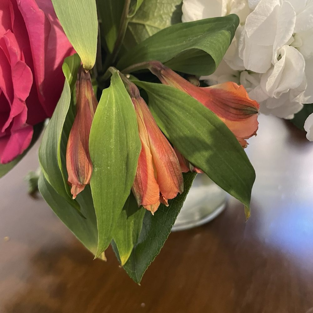 Gidas Flowers - Flowers - Florists Near Me - Pittsburgh, Pennsylvania Gidas Flowers - Flowers - Florists Near Me - Pittsburgh, Pennsylvania