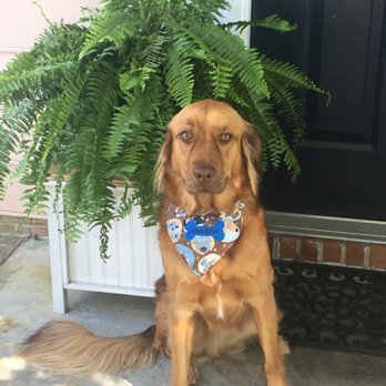 Arden's Barking Buddies - Pet Sitting Near Me - Summerville, South Carolina Arden's Barking Buddies - Pet Sitting Near Me - Summerville, South Carolina