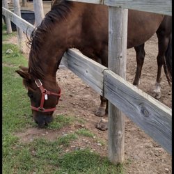 Changing Gaits - Horse