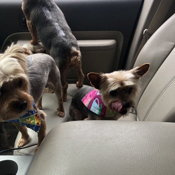 Ooh Puppy - Pet Groomers Near Me - La Mirada, California