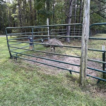 R & R Acres - Emu!! - Honey Near Me - Jamestown, South Carolina R & R Acres - Emu!! - Honey Near Me - Jamestown, South Carolina