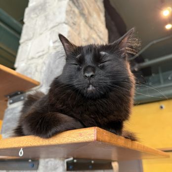Seattle Meowtropolitan - Themed Cafes Near Me - Seattle, Washington Seattle Meowtropolitan - Themed Cafes Near Me - Seattle, Washington