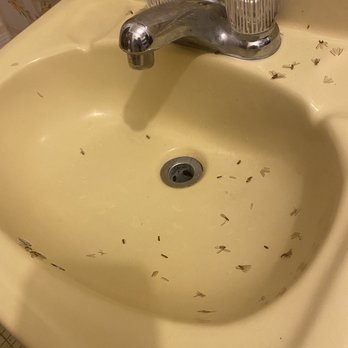 Trade Winds Guest House - Bugs all over bathroom (toilet, shower, sink, etc). - Guest Houses Near Me - Vieques, Puerto Rico