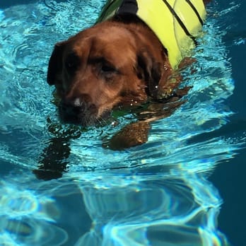 Cutting Edge K9 rehab - Pet Services Near Me - Del Mar, California Cutting Edge K9 rehab - Pet Services Near Me - Del Mar, California