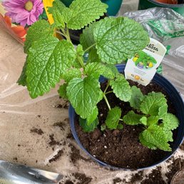 Lemon balm Lemon balm