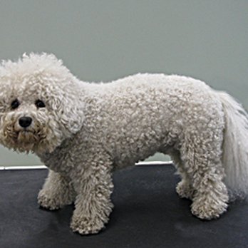 Tiffany's Grooming Salon - Pet Groomers Near Me - New Westminster, British Columbia Tiffany's Grooming Salon - Pet Groomers Near Me - New Westminster, British Columbia