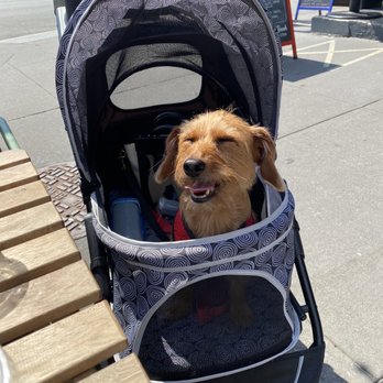 Elder Greene - Pup friendly outdoor seating! Meatball approves of this spot - Cocktail Bars Near Me - Brooklyn, New York