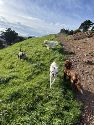 Group Off-Leash Walks - We specialize in group off-leash walks in the park or at the beach. With many years of experience and satisfied clients, you can rest assure that we will take great care of your pet. Give us a call now at (415) 314-6016 for more information! Group Off-Leash Walks - We specialize in group off-leash walks in the park or at the beach. With many years of experience and satisfied clients, you can rest assure that we will take great care of your pet. Give us a call now at (415) 314-6016 for more information!