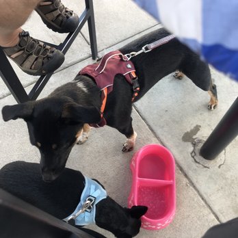 Double Dogs - Pups enjoying the patio - Sports Bars Near Me - Lexington, Kentucky