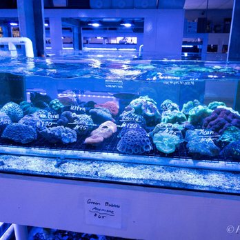 Reef Lounge USA - Aquarium Services Near Me - Anaheim, California